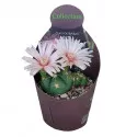 Kaktusy (Gymnocalycium horstii) v črepníku ø 10,5 cm