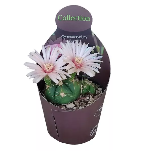 Kaktusy (Gymnocalycium horstii) v črepníku ø 10,5 cm