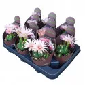 Kaktusy (Gymnocalycium horstii) v črepníku ø 10,5 cm