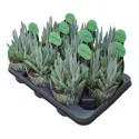 Senecio (Senecio serpens) v črepníku ø 10,5 cm