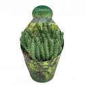 Kaktusy (Stapelia desmetiana) v črepníku ø 10,5 cm