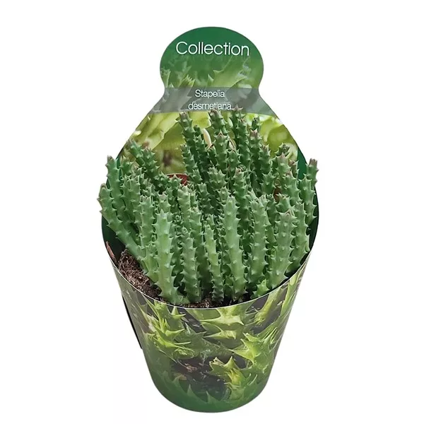 Kaktusy (Stapelia desmetiana) v črepníku ø 10,5 cm