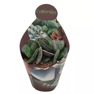 Adromischus (Adromischus rupicola) v črepníku ø 10,5 cm