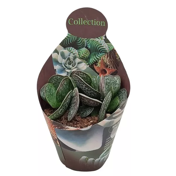 Adromischus (Adromischus rupicola) v črepníku ø 10,5 cm