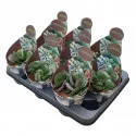 Adromischus (Adromischus rupicola) v črepníku ø 10,5 cm