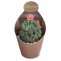 Kaktusy (Matucana polzii) v črepníku ø 10,5 cm
