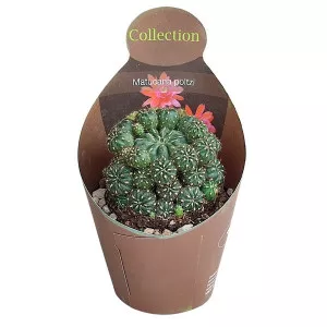 Kaktusy (Matucana polzii) v črepníku ø 10,5 cm