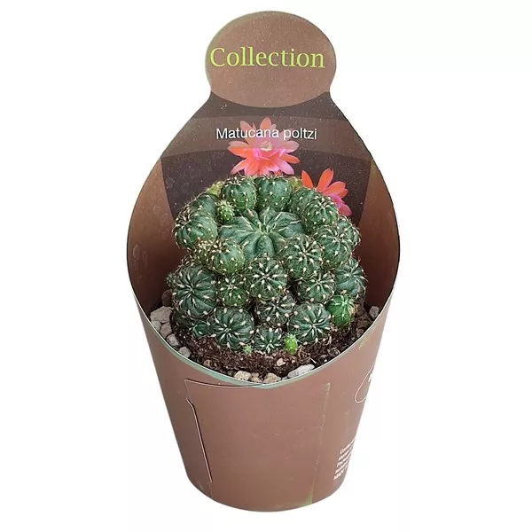 Kaktusy (Matucana polzii) v črepníku ø 10,5 cm
