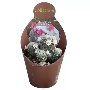 Kaktusy (Mammillaria humboldtii) v črepníku ø 10,5 cm