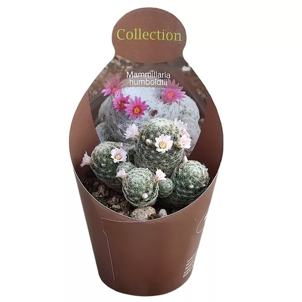 Kaktusy (Mammillaria humboldtii) v črepníku ø 10,5 cm