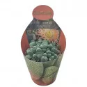 Pleiospilos (Pleiospilos nelii) v črepníku ø 10,5 cm
