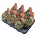 Pleiospilos (Pleiospilos nelii) v črepníku ø 10,5 cm