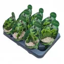 Euphorbia (Euphorbia leucodendron crestata) v črepníku ø 10,5 cm