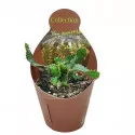 Euphorbia (Euphorbia stellata) v črepníku ø 10,5 cm