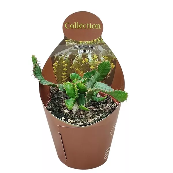 Euphorbia (Euphorbia stellata) v črepníku ø 10,5 cm
