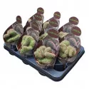 Kaktusy (Nyctocereus serpentinus crestato) v črepníku ø 10,5 cm