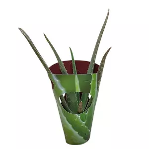 Aloe vera v črepníku ø 10,5 cm