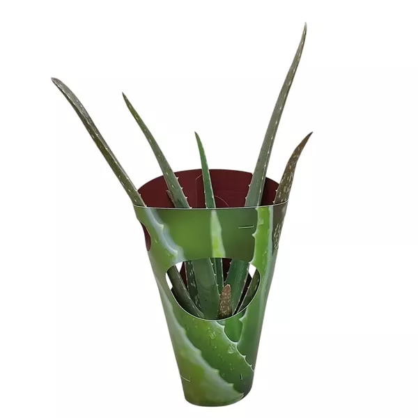 Aloe vera v črepníku ø 10,5 cm
