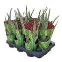 Aloe vera v črepníku ø 10,5 cm