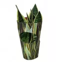 Sansevieria (Sansevieria trifasciata) v črepníku ø 10,5 cm