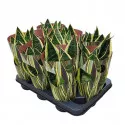 Sansevieria (Sansevieria trifasciata) v črepníku ø 10,5 cm