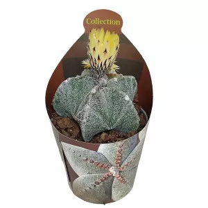 Kaktusy (Astrophytum myriostigma) v črepníku ø 6,5 cm