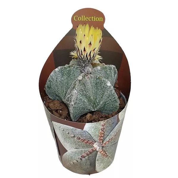 Kaktusy (Astrophytum myriostigma) v črepníku ø 6,5 cm