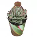 Crassula Money Maker (Crassula) v črepníku ø 6,5 cm