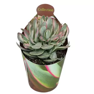Crassula Money Maker (Crassula) v črepníku ø 6,5 cm