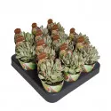 Crassula Money Maker (Crassula) v črepníku ø 6,5 cm