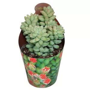 Hrubá tráva (Sedum burritum) v črepníku ø 6,5 cm