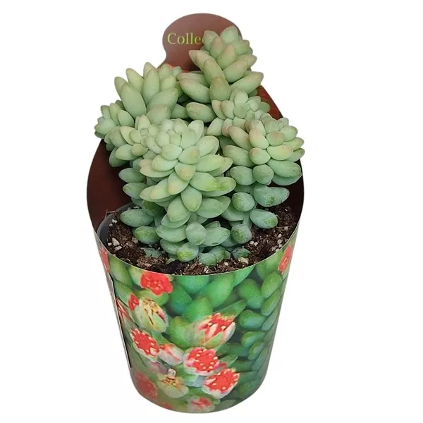 Hrubá tráva (Sedum burritum) v črepníku ø 6,5 cm