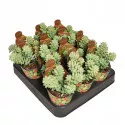 Hrubá tráva (Sedum burritum) v črepníku ø 6,5 cm