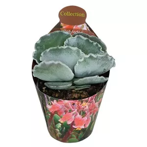 Cotyledon (Cotyledon orbiculata undulatum) v črepníku ø 6,5 cm