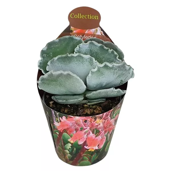 Cotyledon (Cotyledon orbiculata undulatum) v črepníku ø 6,5 cm