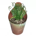 Albuca (Albuca spiralis) v črepníku ø 6,5 cm