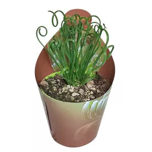 Albuca (Albuca spiralis) v črepníku ø 6,5 cm