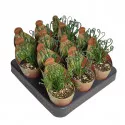 Albuca (Albuca spiralis) v črepníku ø 6,5 cm
