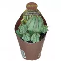 Euphorbia (Euphorbia fructicosa inermis) v črepníku ø 6,5 cm