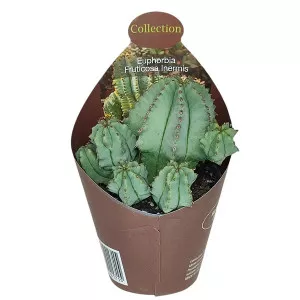 Euphorbia (Euphorbia fructicosa inermis) v črepníku ø 6,5 cm