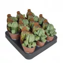 Euphorbia (Euphorbia fructicosa inermis) v črepníku ø 6,5 cm