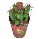 Euphorbia (Euphorbia enopla) v črepníku ø 6,5 cm