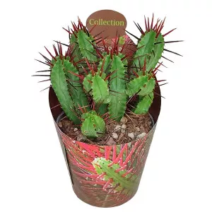 Euphorbia (Euphorbia enopla) v črepníku ø 6,5 cm