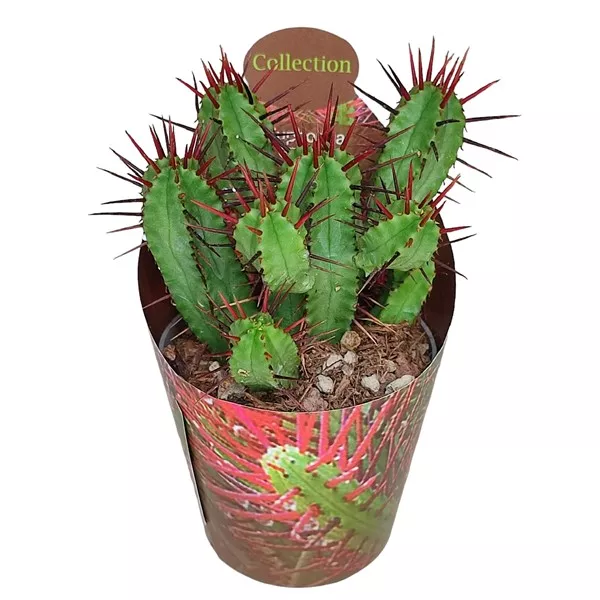 Euphorbia (Euphorbia enopla) v črepníku ø 6,5 cm