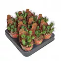 Euphorbia (Euphorbia enopla) v črepníku ø 6,5 cm