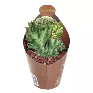 Euphorbia (Euphorbia lactea crestata) v črepníku ø 6,5 cm