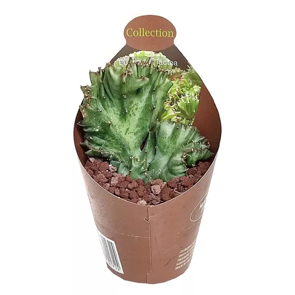Euphorbia (Euphorbia lactea crestata) v črepníku ø 6,5 cm