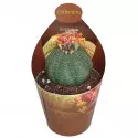 Euphorbia (Euphorbia obesa) v črepníku ø 6,5 cm