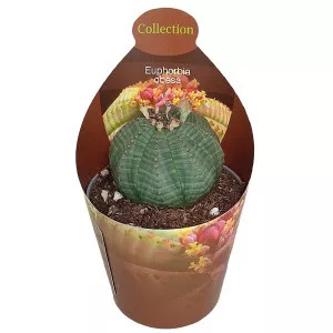 Euphorbia (Euphorbia obesa) v črepníku ø 6,5 cm