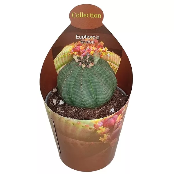 Euphorbia (Euphorbia obesa) v črepníku ø 6,5 cm